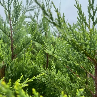 سرو لیلاوندی