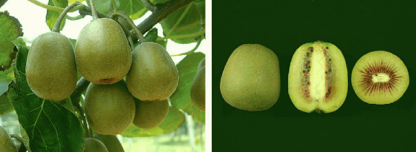 میوه کیوی قرمز یا خونی