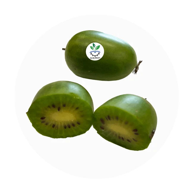 آرگوتا (بری یا بیبی)